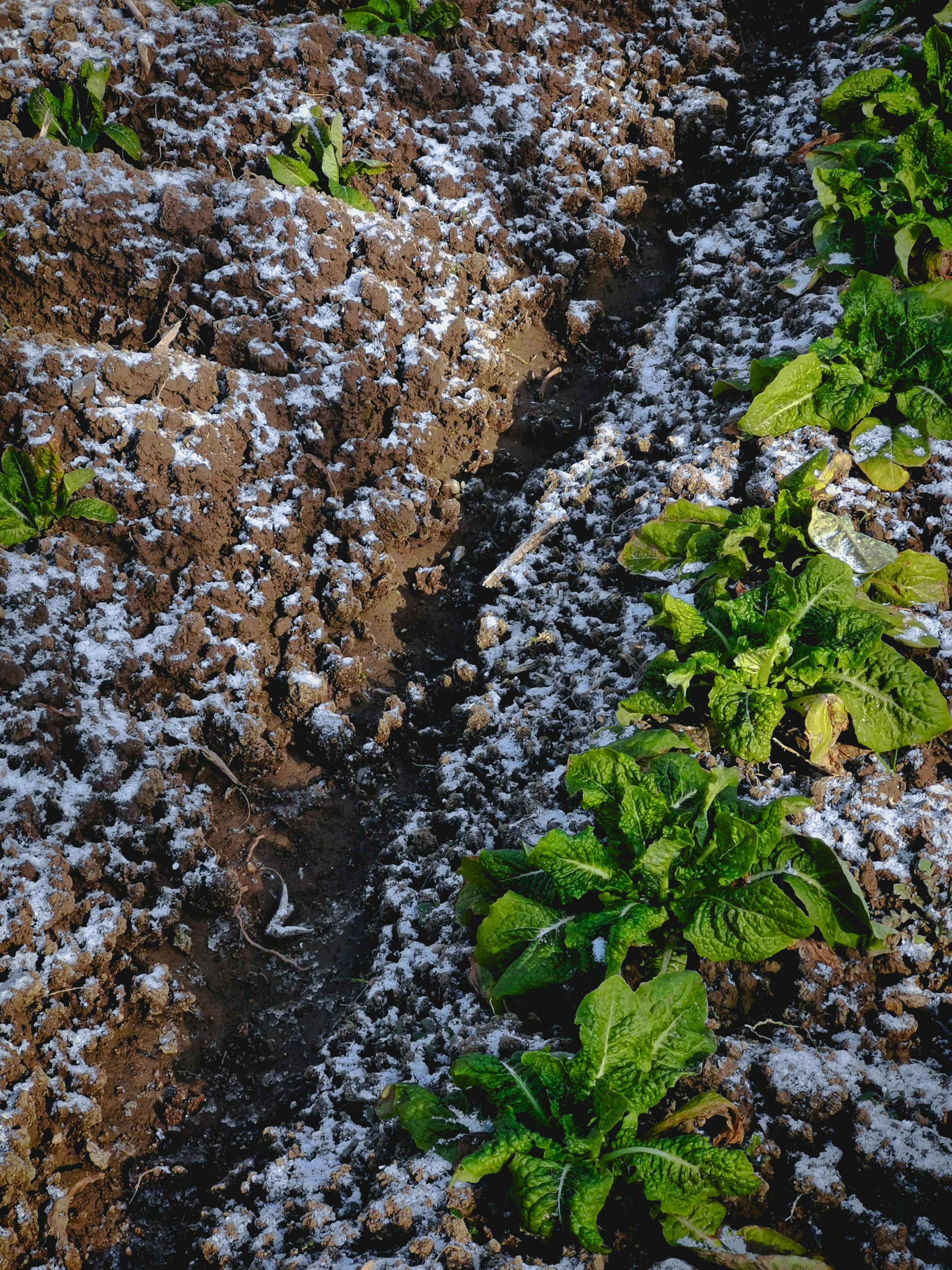 Protéger son potager en hiver : le rôle de la neige et les bonnes pratiques
